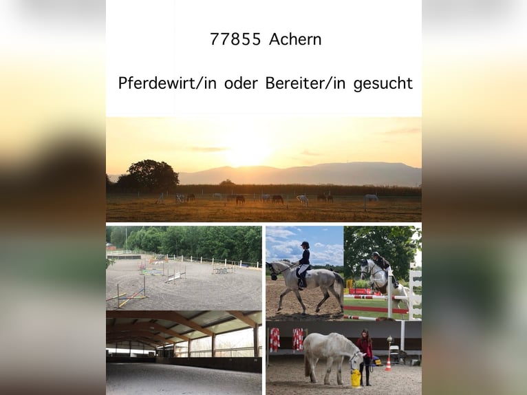 *** Pferdewirt/in, Bereiter/in, Praktikant/in gesucht ***