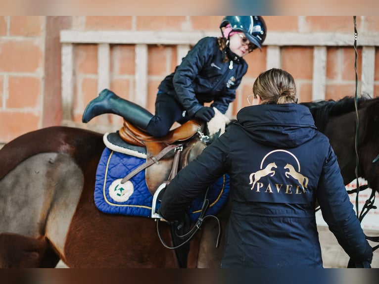 Reitstall Pavel is looking for a Stable Manager (m/f/d) on a full-time basis (41.5 hours/week).
