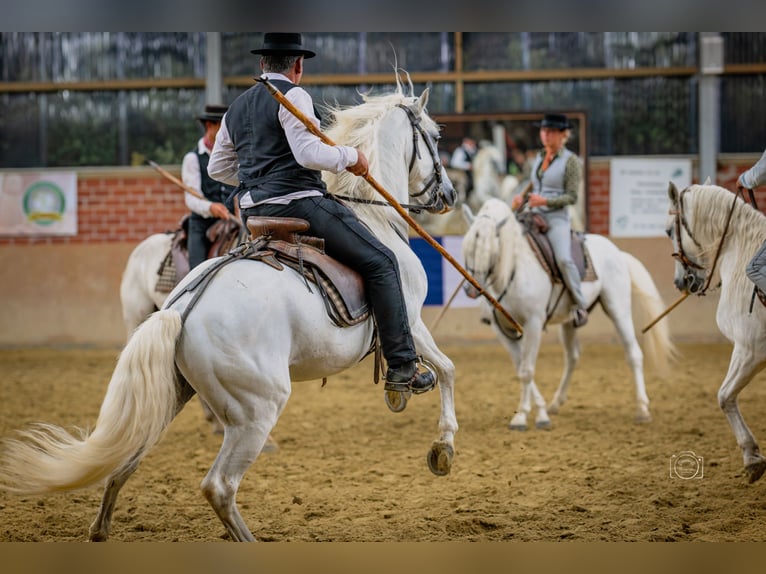 Seeking a tactful rider