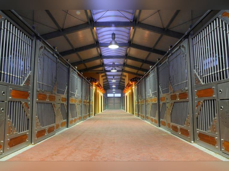 Show Jumping Rider (m/f/d)