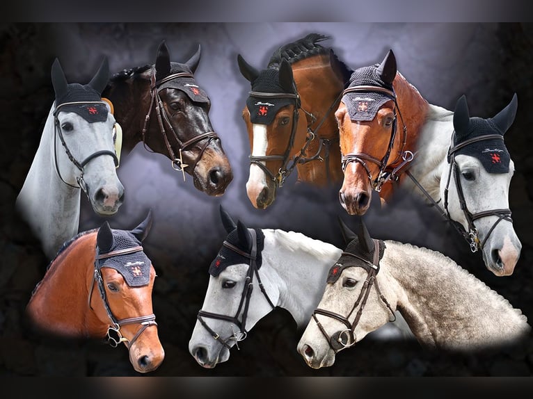 Show Jumping Rider (m/f/d)