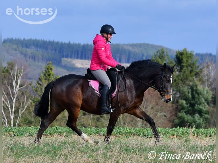 Trainer (m/f) wanted in Wiebelsheim