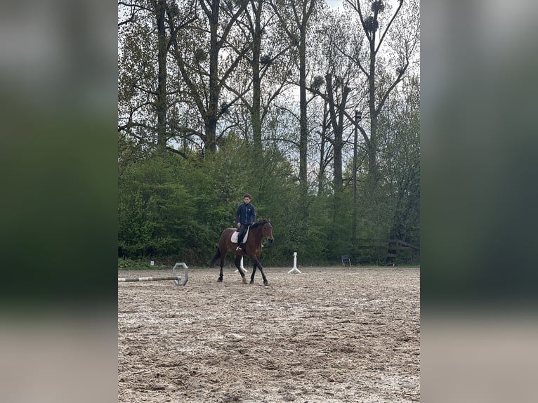 Beritt & reitunterricht 