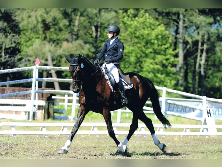 Beritt & reitunterricht 