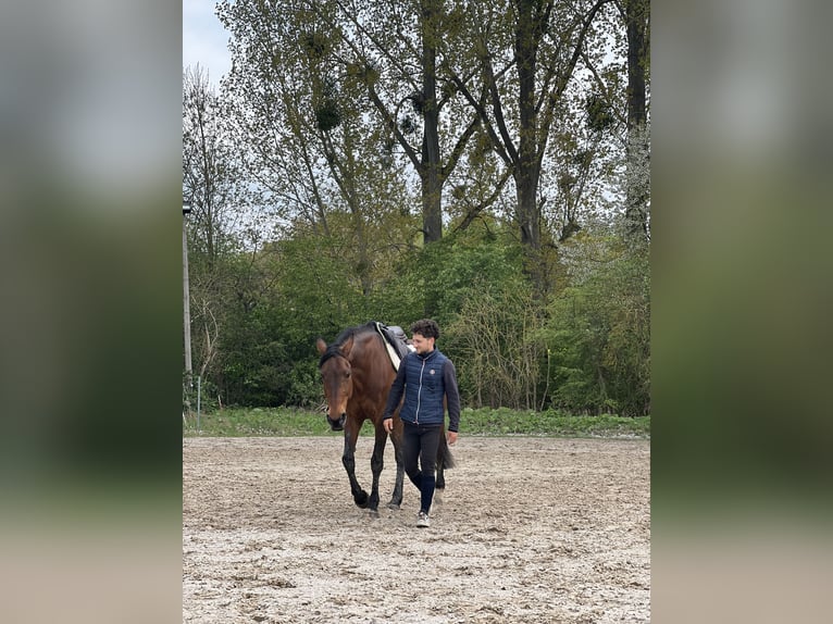 Beritt & reitunterricht 