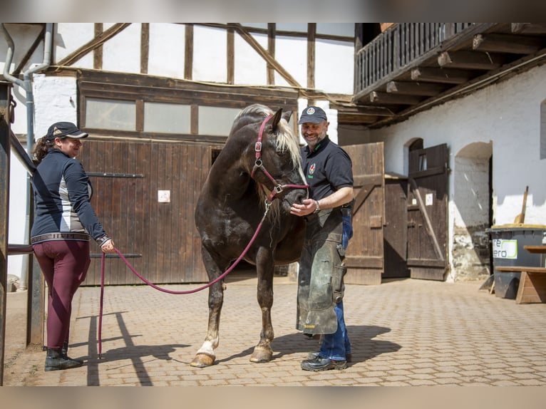 Pferdepfleger FN - Qualifikation mit Prüfung für Quereinsteiger 06. bis 20.11.2026
