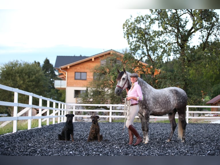 Dream Job: Equine Specialist