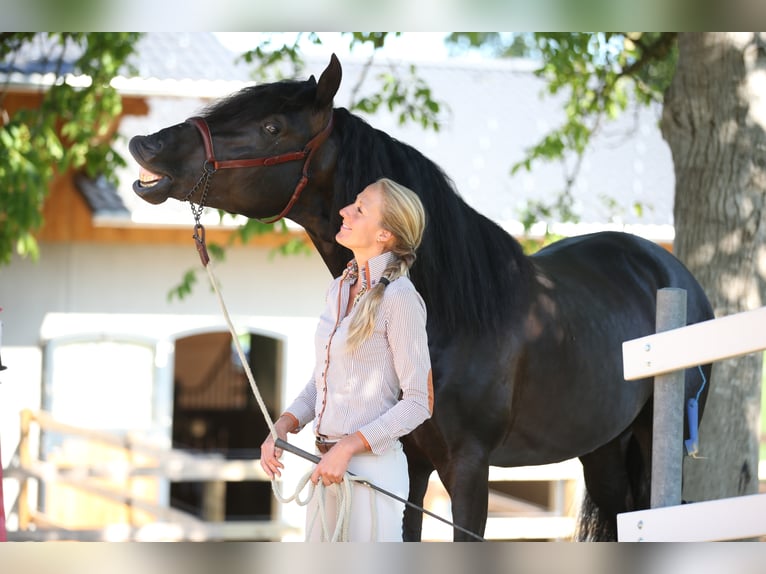 Dream Job: Equine Specialist