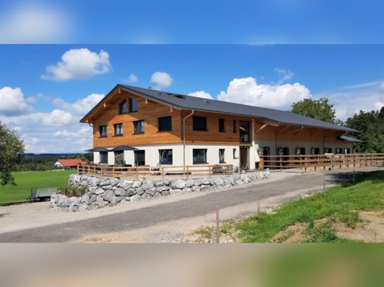 Dream Job: Equine Specialist