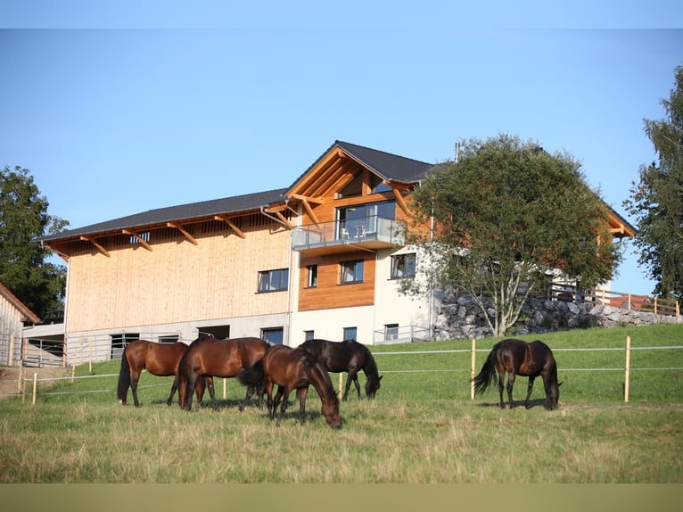 Dream Job: Equine Specialist