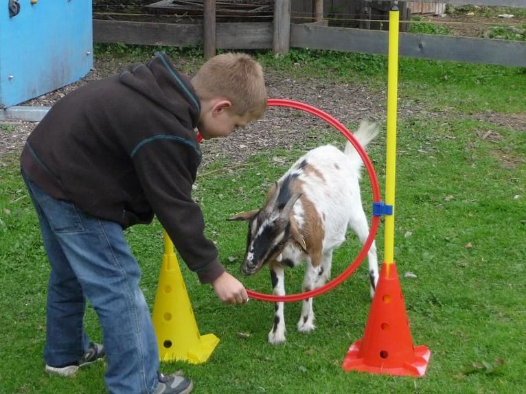 Jahrespraktikum auf Therapie und Erlebnisbauernhof ab Sommer 2026