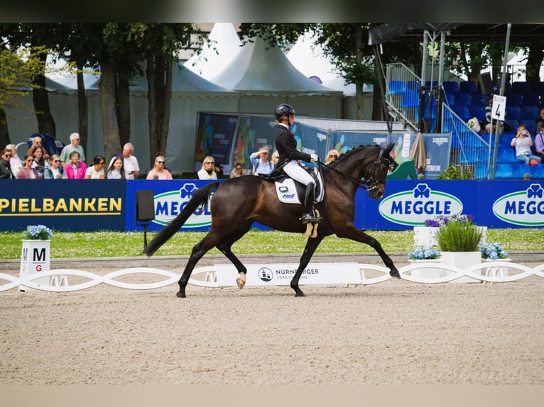 Lunging area available. Training your horse or pony from youngstock to dressage up to S*** level.