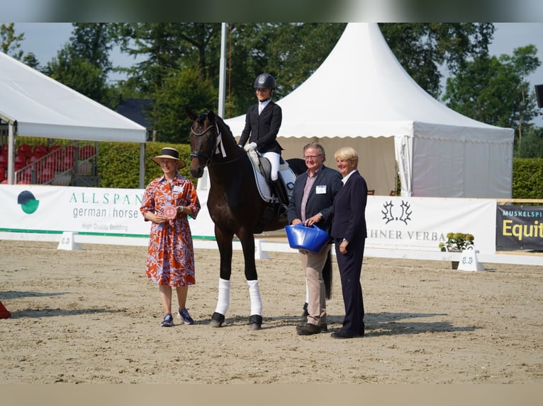 Lunging area available. Training your horse or pony from youngstock to dressage up to S*** level.