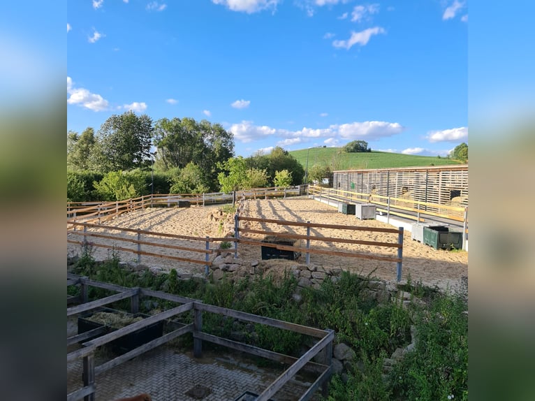 Assistent(in) der Geschäftsführung: Wohnen auf Reitanlage und Arbeiten Ferienwohnungen, TinyHouses