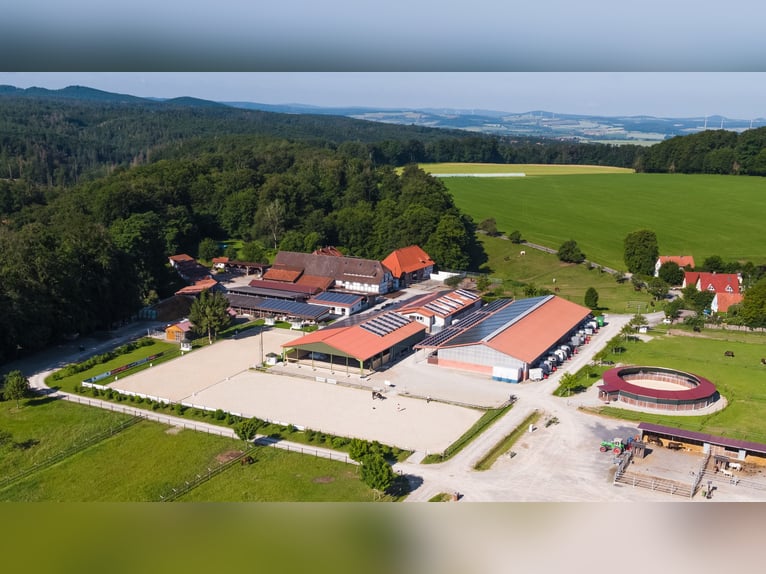 Pferdepfleger für Dressur-, Ausbildungs- & Turnierstall gesucht