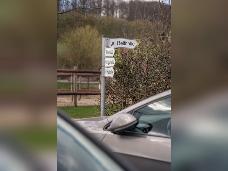 Pferdepfleger für Dressur-, Ausbildungs- & Turnierstall gesucht