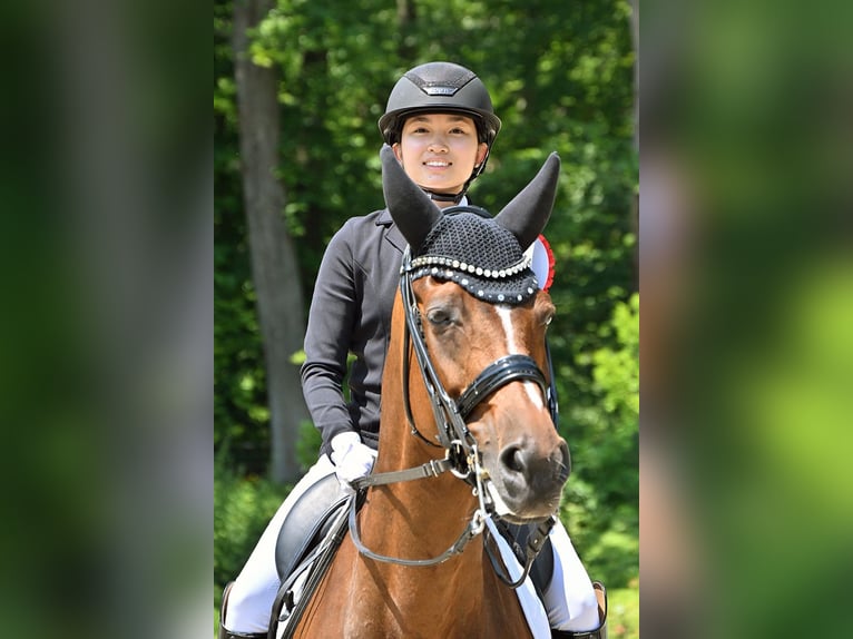 Pferdepfleger-/in (Vollzeit) gesucht