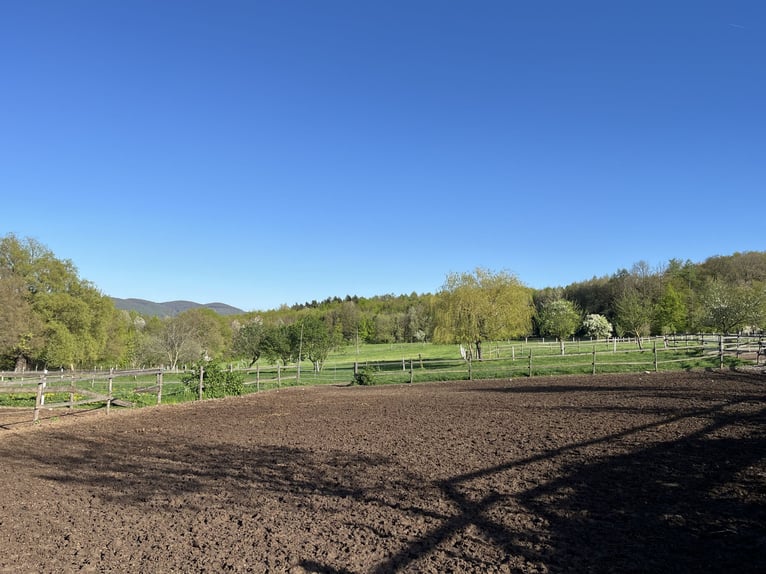 Pferdepfleger/ Jungpferdereiter