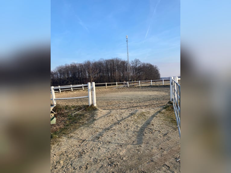 Pferdepfleger/ Jungpferdereiter