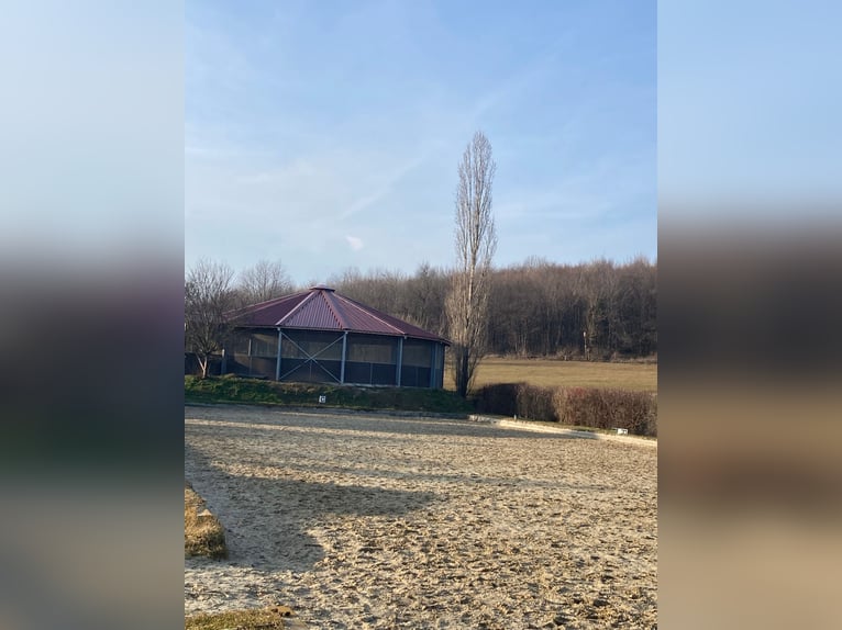 Pferdepfleger/ Jungpferdereiter