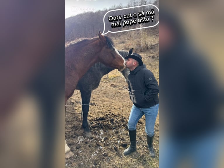 Pferdepflegerhelfer, Tierpfleger, Stallhilfe, Stallbursche, Hofarbeiter