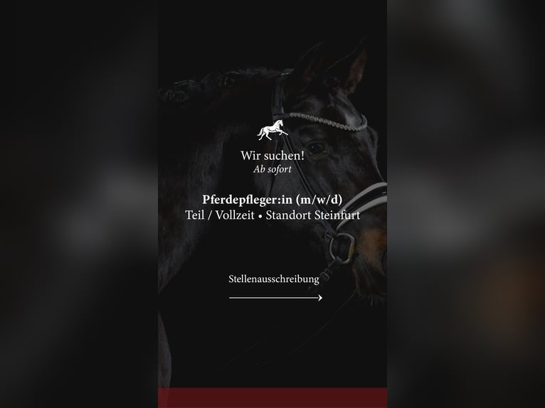 Pferdepfleger/in / Stallhilfe / Reiter/in gesucht 