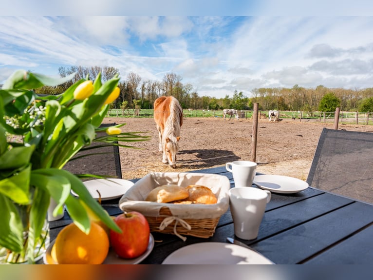 Reitlehrer/in mit Allroundfähigkeiten gesucht 