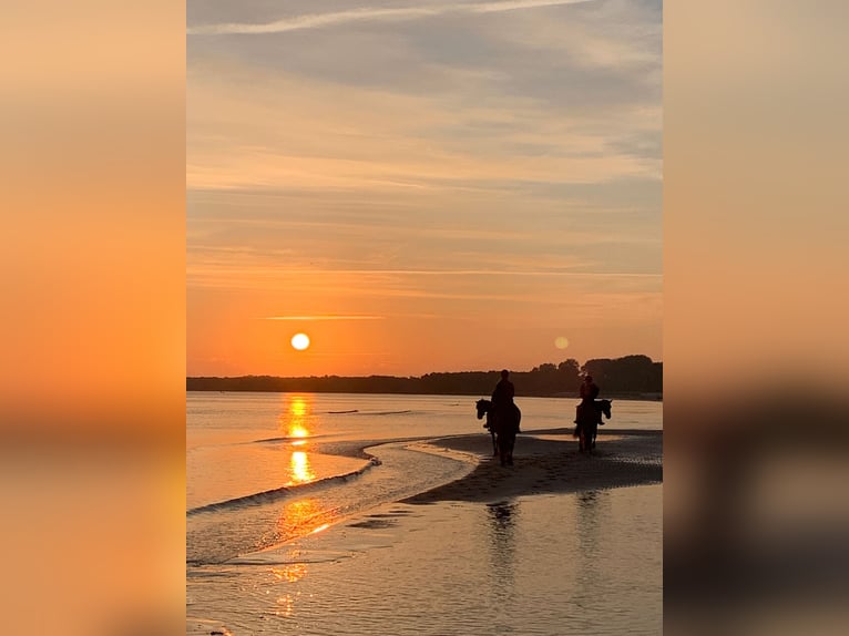 Reitlehrer/in mit Allroundfähigkeiten gesucht 