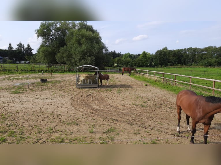 Gesucht wird ein Pferdepfleger oder -bereiter (m/w/d) im Großraum Lüneburger Heide