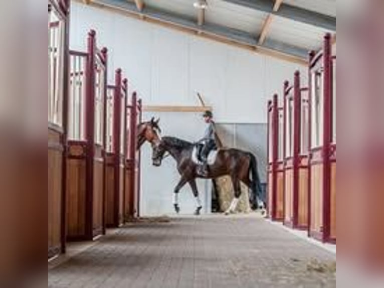 Job Opportunity – Dressage Rider