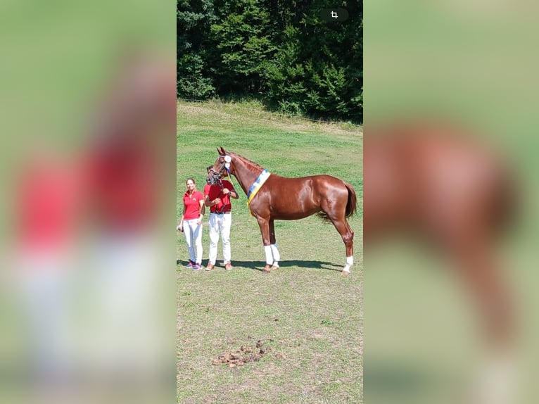 Looking for young horse riders