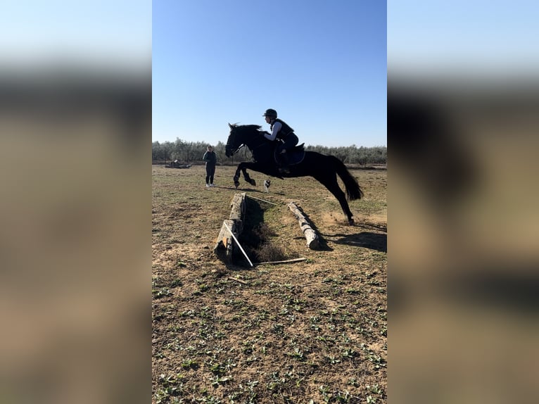 Busco trabajo en el sector hípico 