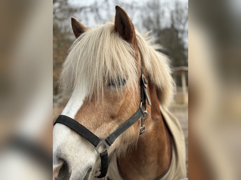 Looking for riding instructor and stable helper (m, f, d)