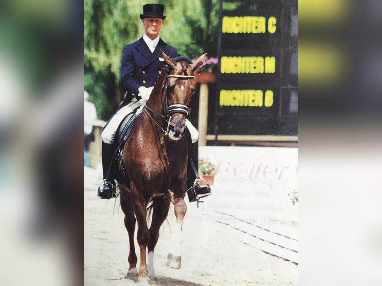 mobiler Reitunterricht/Dressur-Training im Großraum BERLIN