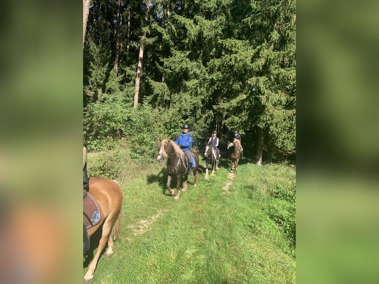 Reitstall Manager Wanted at Hotel Reiterhof Altmühlsee