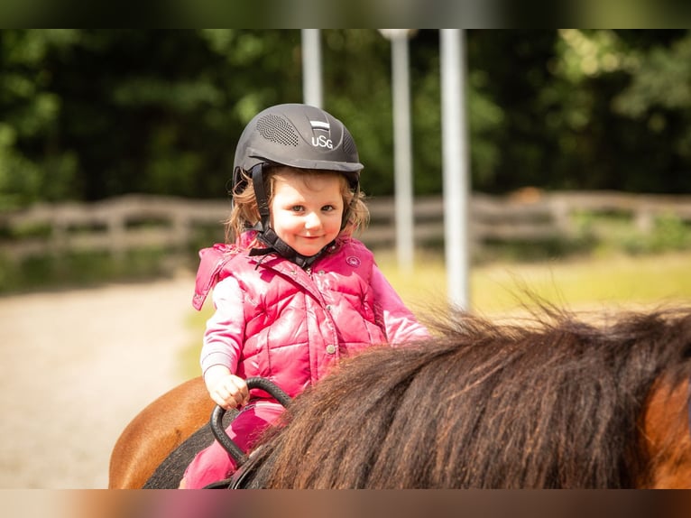 Riding Instructor (m/f/d) for Icelandic Horse Farm (Trainer C, Equine Specialist in Special Discipli