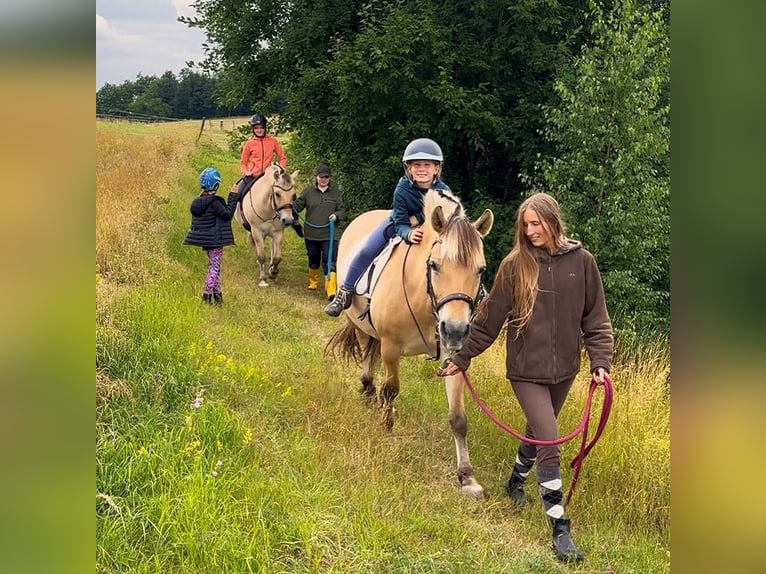 Start your summer job at the Fjord Stud!