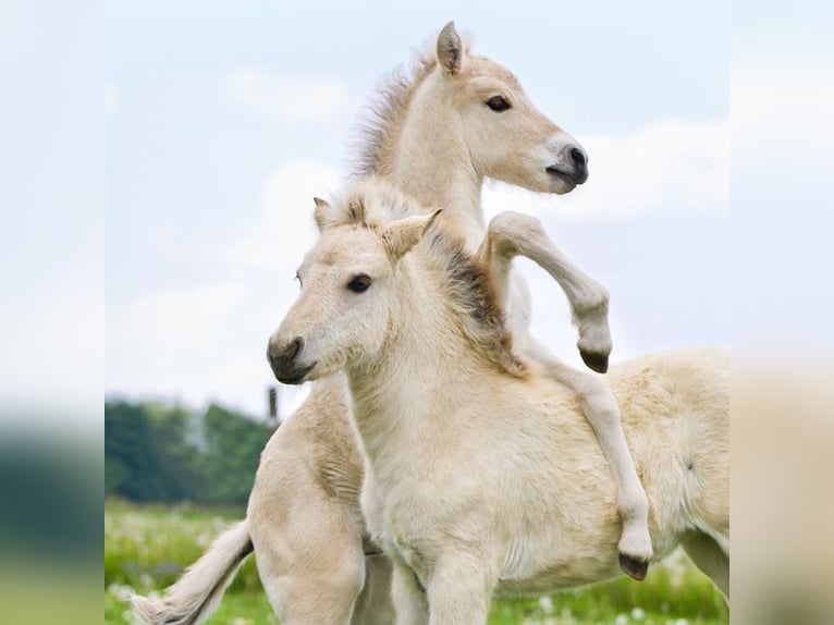 Start your summer job at the Fjord Stud!