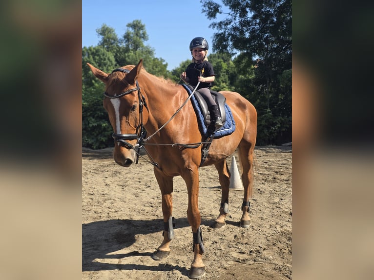 Suchen Reitlehrer/in für bis zu 20Std/Wo in besonderem Verein in HBS!