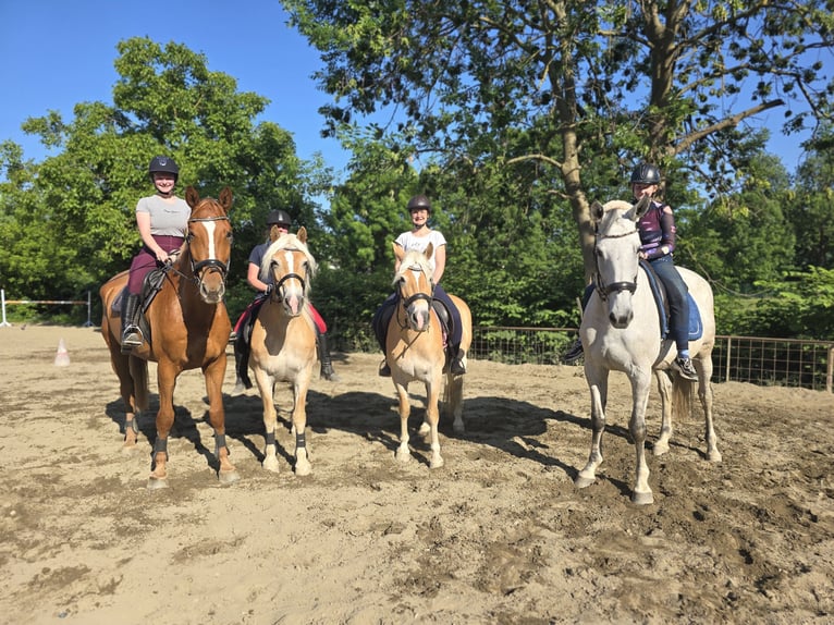 Suchen Reitlehrer/in für bis zu 20Std/Wo in besonderem Verein in HBS!
