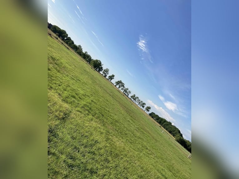 Summer pasture available at North Sea location