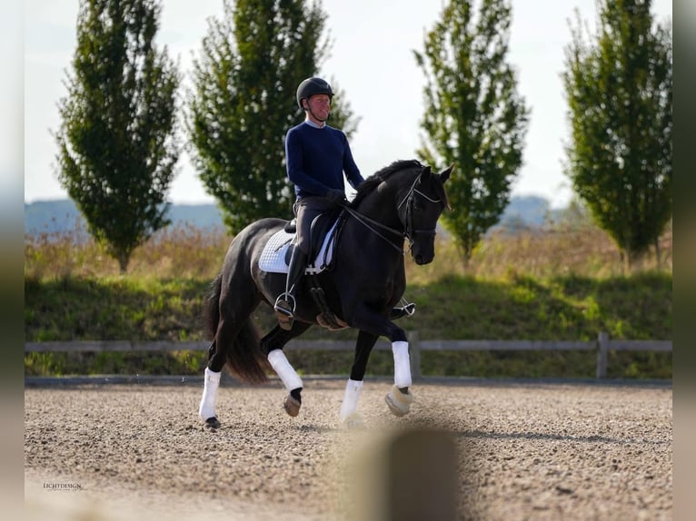 Teilzeit oder Vollzeitmitarbeiter (m/w/d) für unseren Dressurstall nach 50259 Pulheim Nähe Köln 