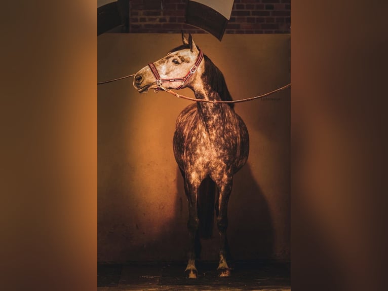 Teilzeit oder Vollzeitmitarbeiter (m/w/d) für unseren Dressurstall nach 50259 Pulheim Nähe Köln 