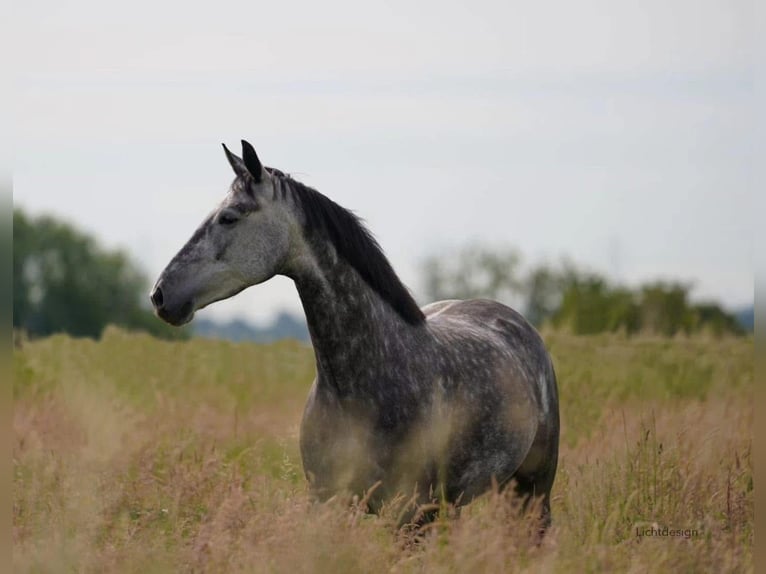Teilzeit oder Vollzeitmitarbeiter (m/w/d) für unseren Dressurstall nach 50259 Pulheim Nähe Köln 