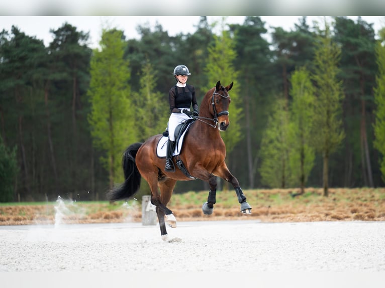  WE ARE HIRING — GROOM / RIDER 