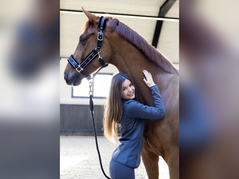  WE ARE HIRING — GROOM / RIDER 