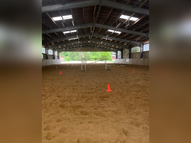 Westerntrainer Assistent - Reining 