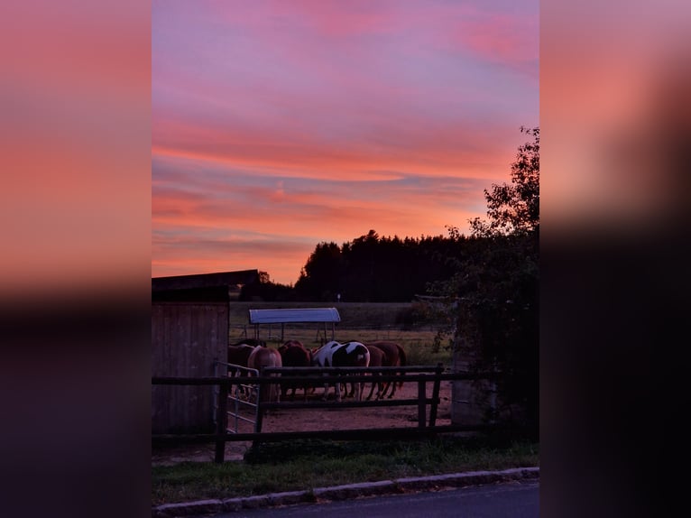 Westerntrainer Assistent - Reining 