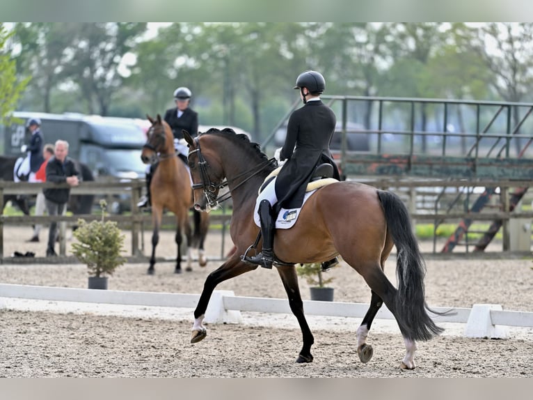  Working Student Position – Dressage Stable in Weert, The Netherlands 