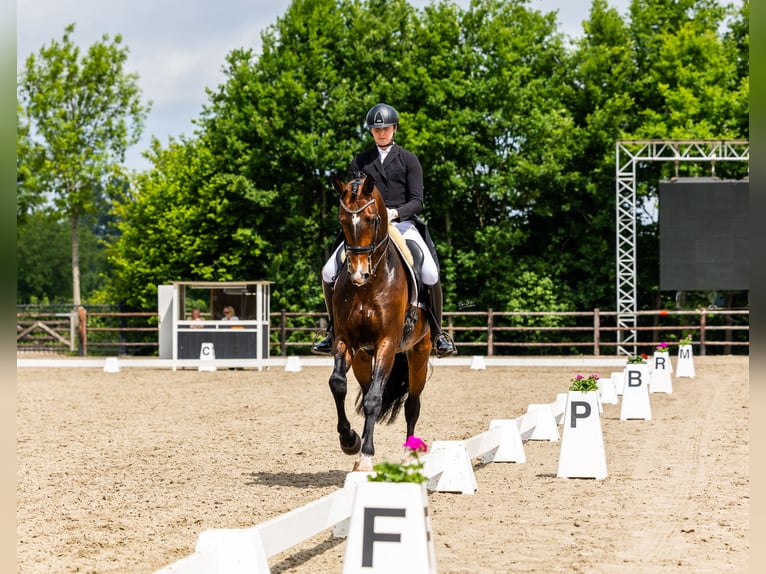  Working Student Position – Dressage Stable in Weert, The Netherlands 